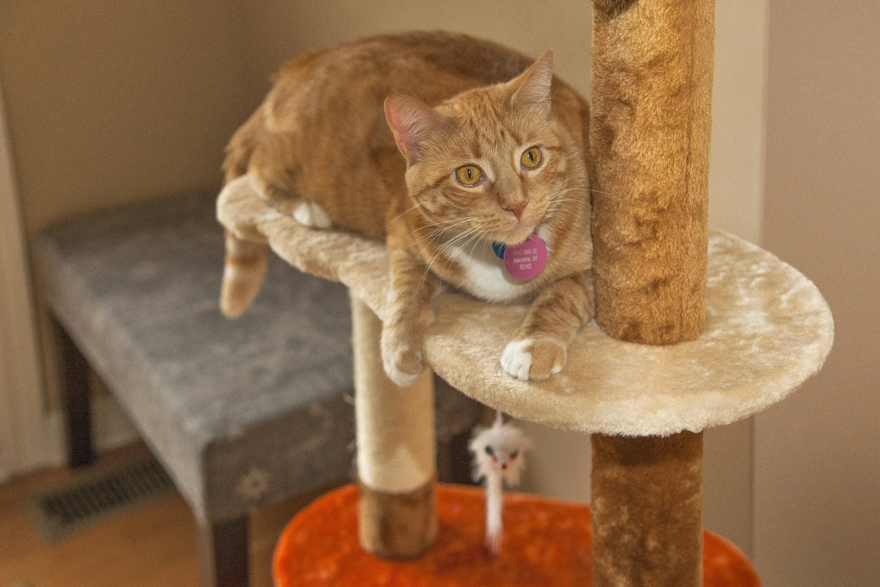 Cat Tree - 3 Tier