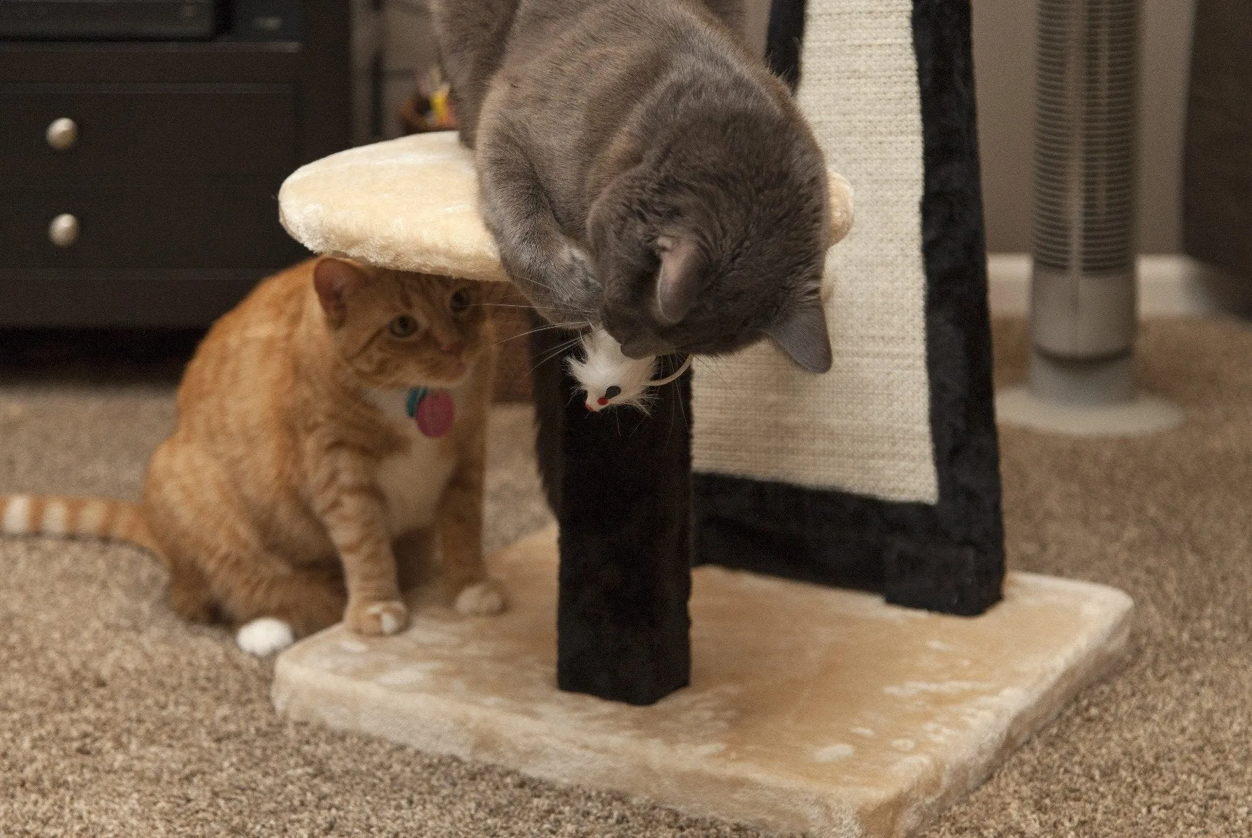 Cat Tree - 3 Tier