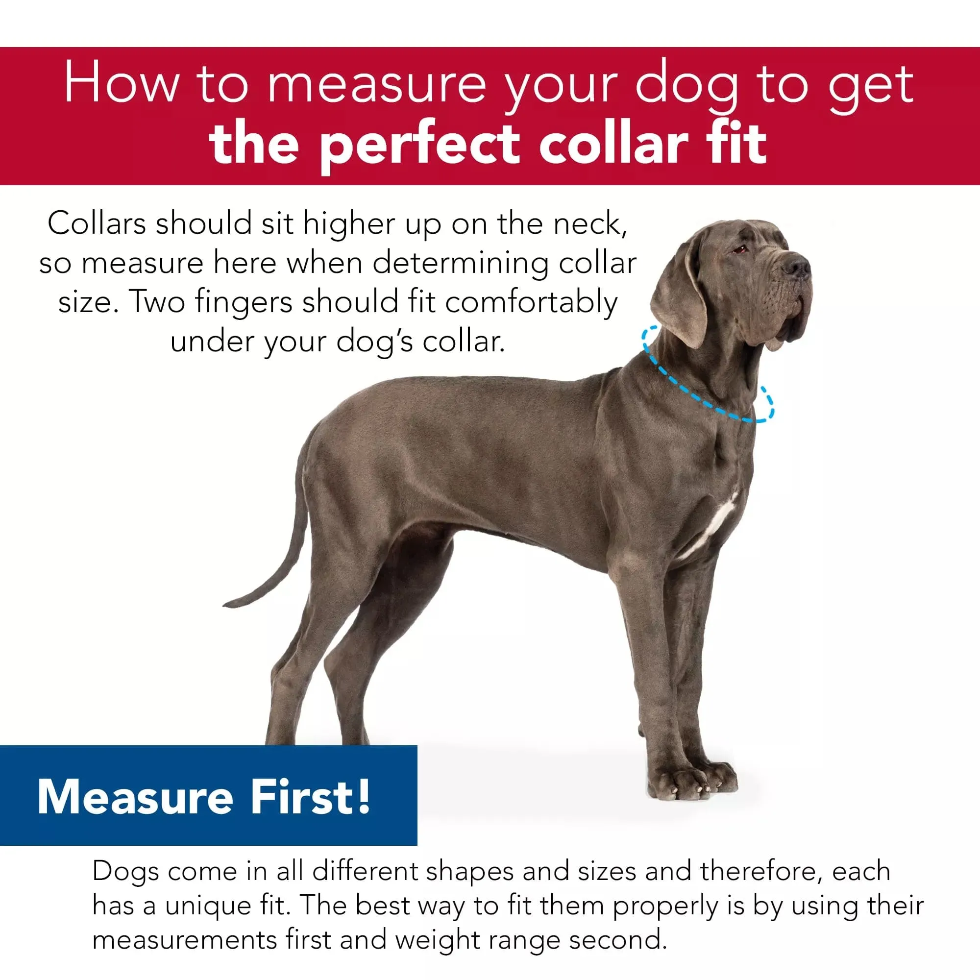 Coastal Pet Products Inspire Adjustable Dog Collar in Grey