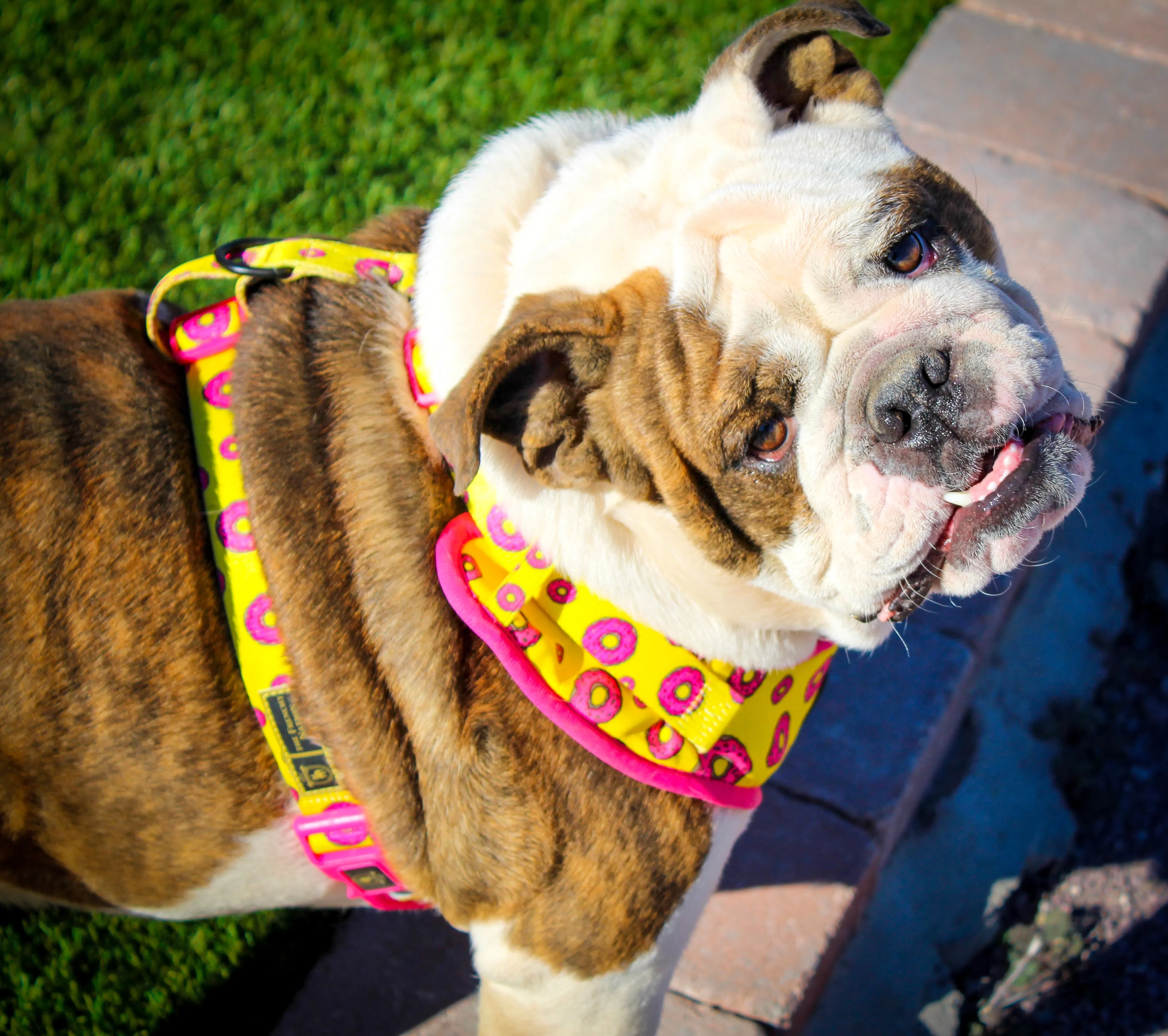 “Donut Life"  Adjustable Harness ✨Bulldog Collection ✨