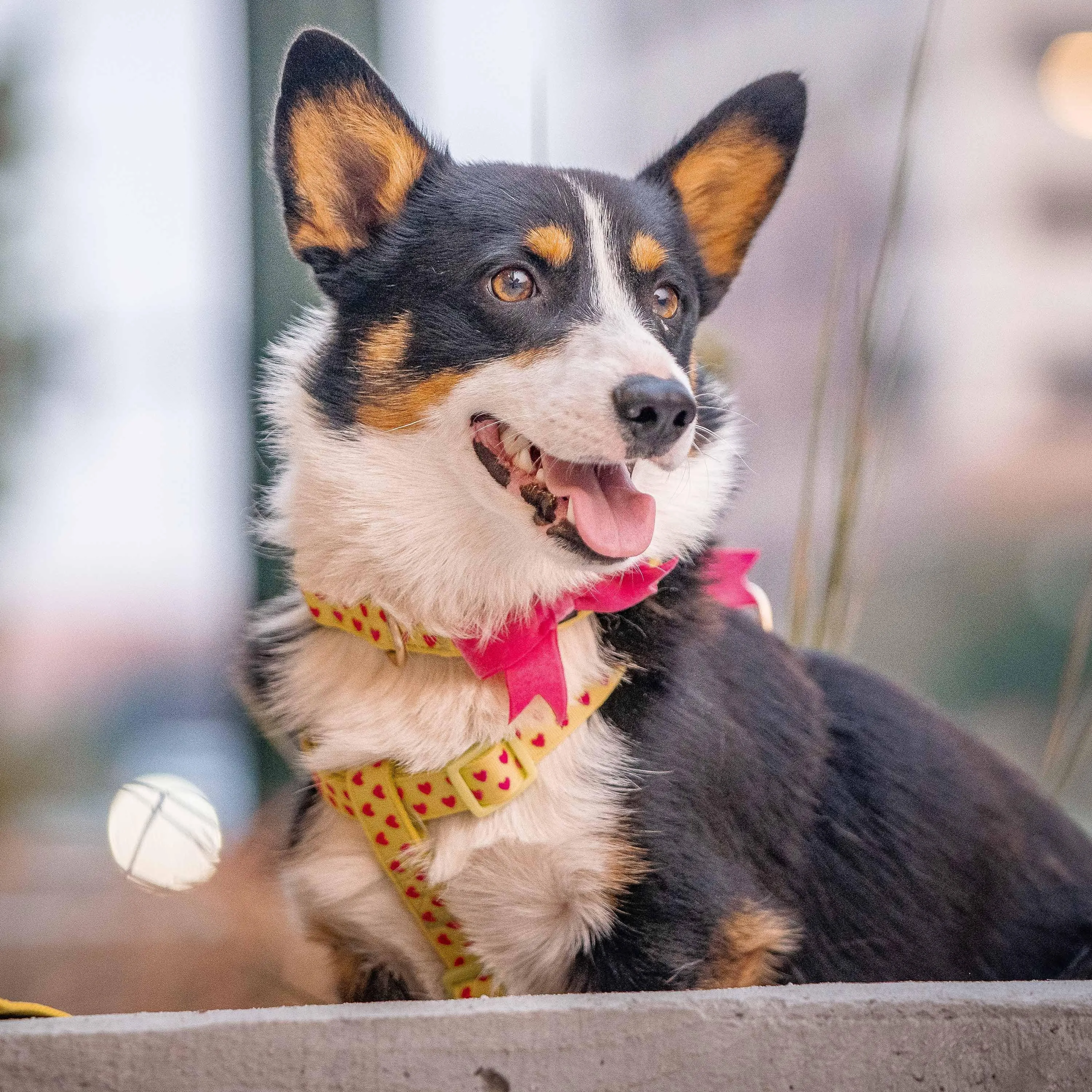 Dotted Velvet Heart Dog Harness