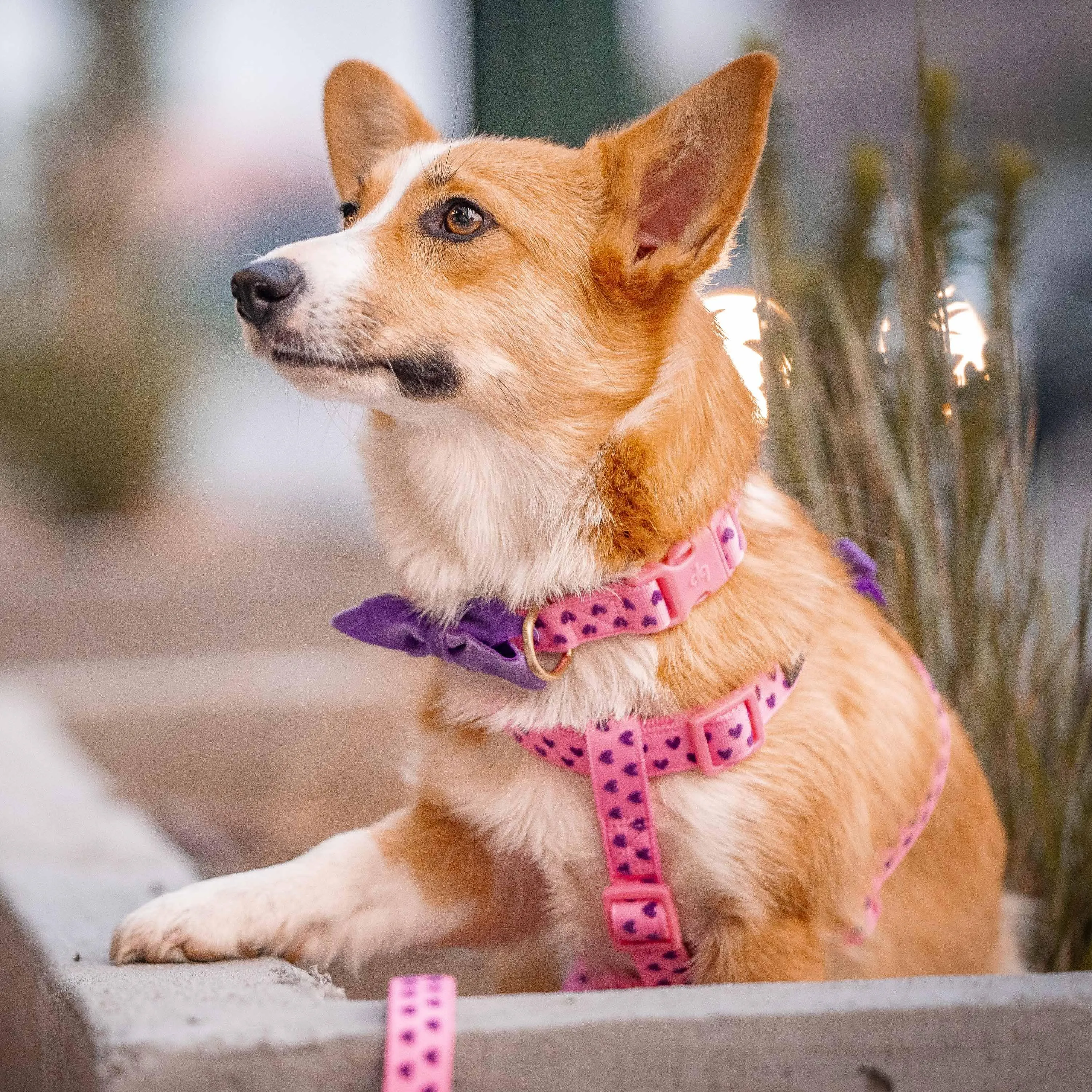 Dotted Velvet Heart Dog Harness