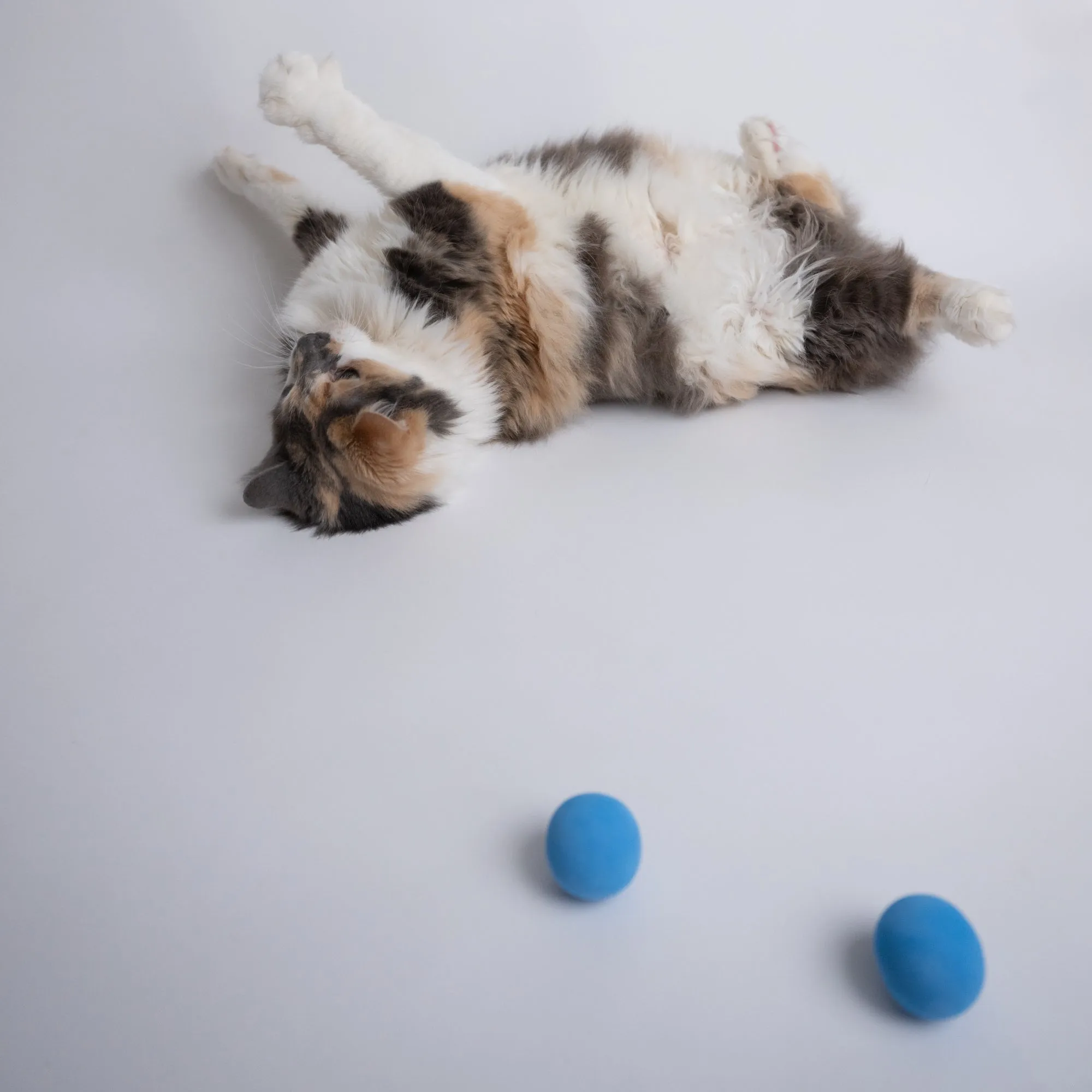 Foam Ball Cat Toy