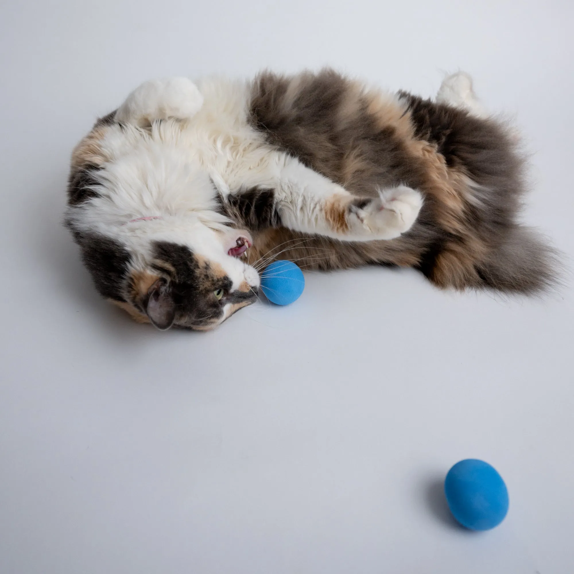 Foam Ball Cat Toy