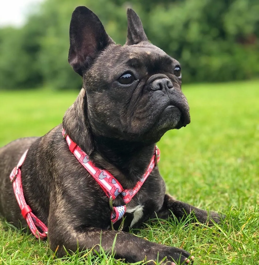 Frenchiestore Adjustable Pet Health Harness | Frenchie love in Pink