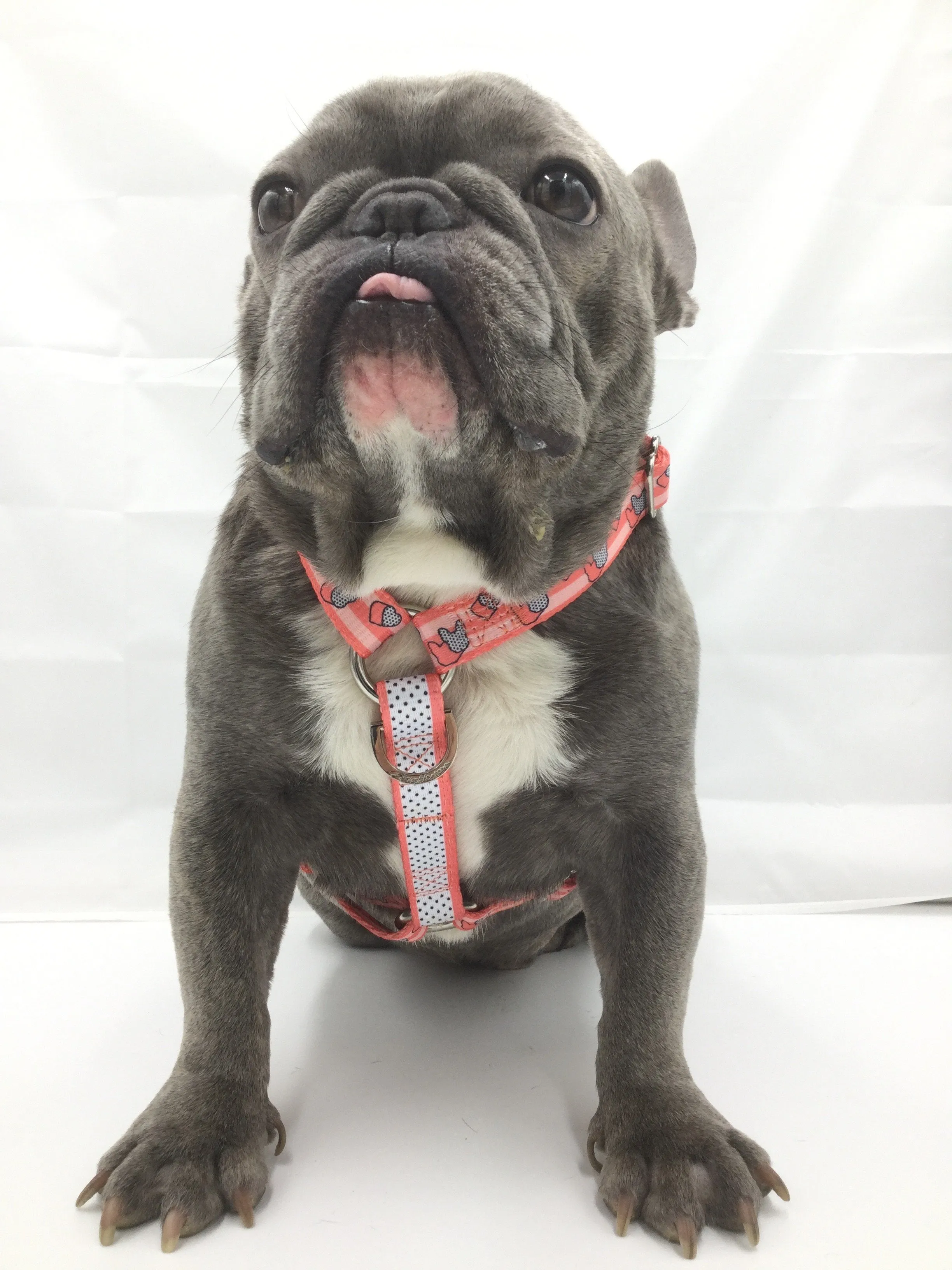 Frenchiestore Adjustable Pet Health Harness | Frenchie love in Pink