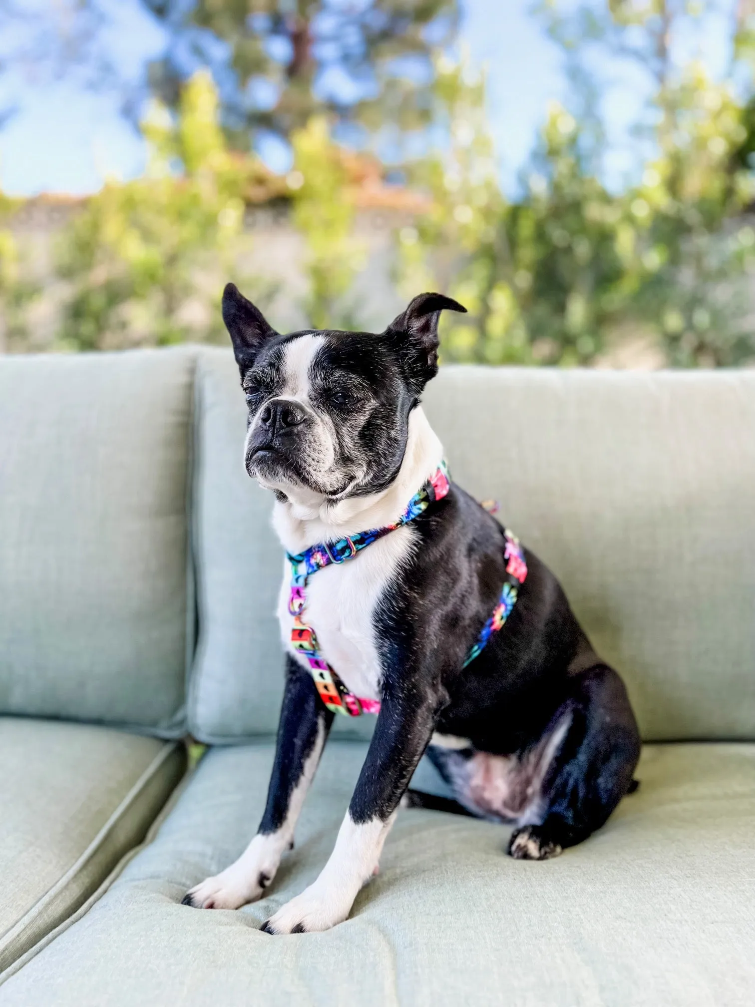 Frenchiestore Adjustable Pet Health Strap Harness | Love Is Love