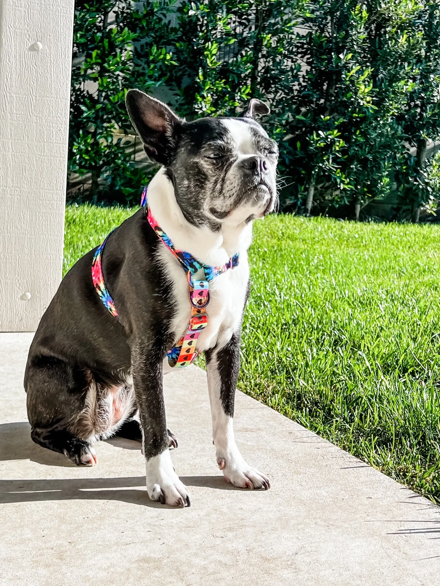 Frenchiestore Adjustable Pet Health Strap Harness | Love Is Love