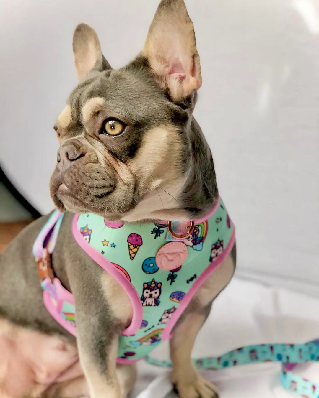 Frenchiestore Reversible Dog Health Harness | UniPup