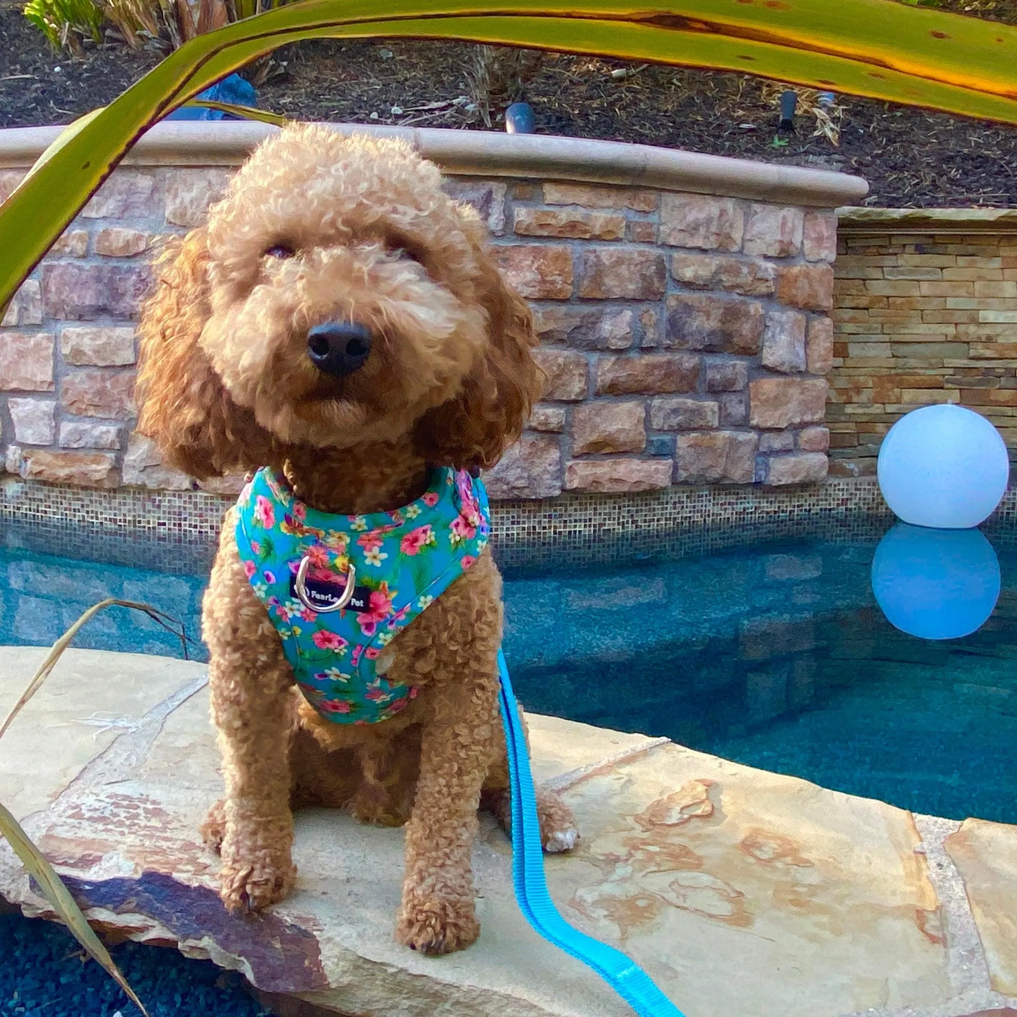 No Pull Pet Harness - Teal Hawaiian