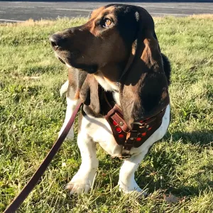 Reflective Tracking Harness (discontinued style)