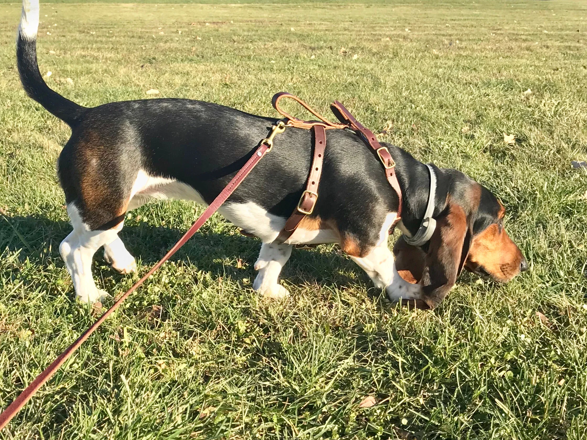 Reflective Tracking Harness (discontinued style)