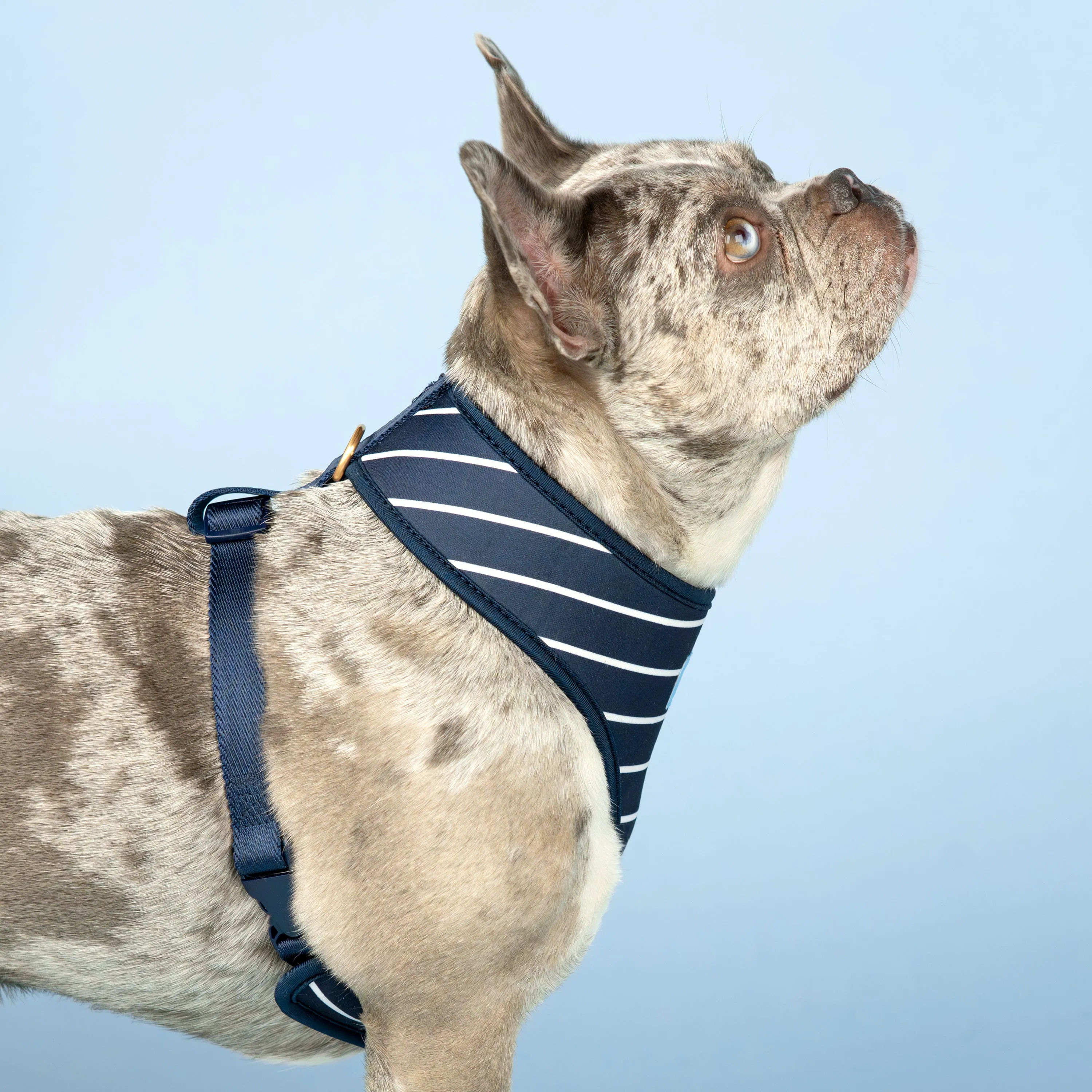 Reversible Dog Harness